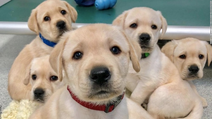 Foto de cachorros