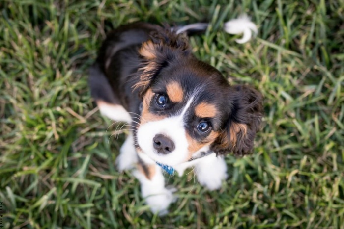 Foto de un cachorro