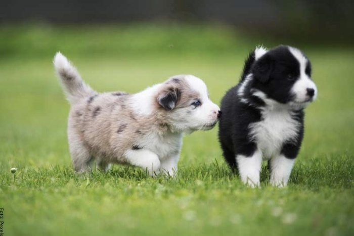 Foto de cachorros corriendo