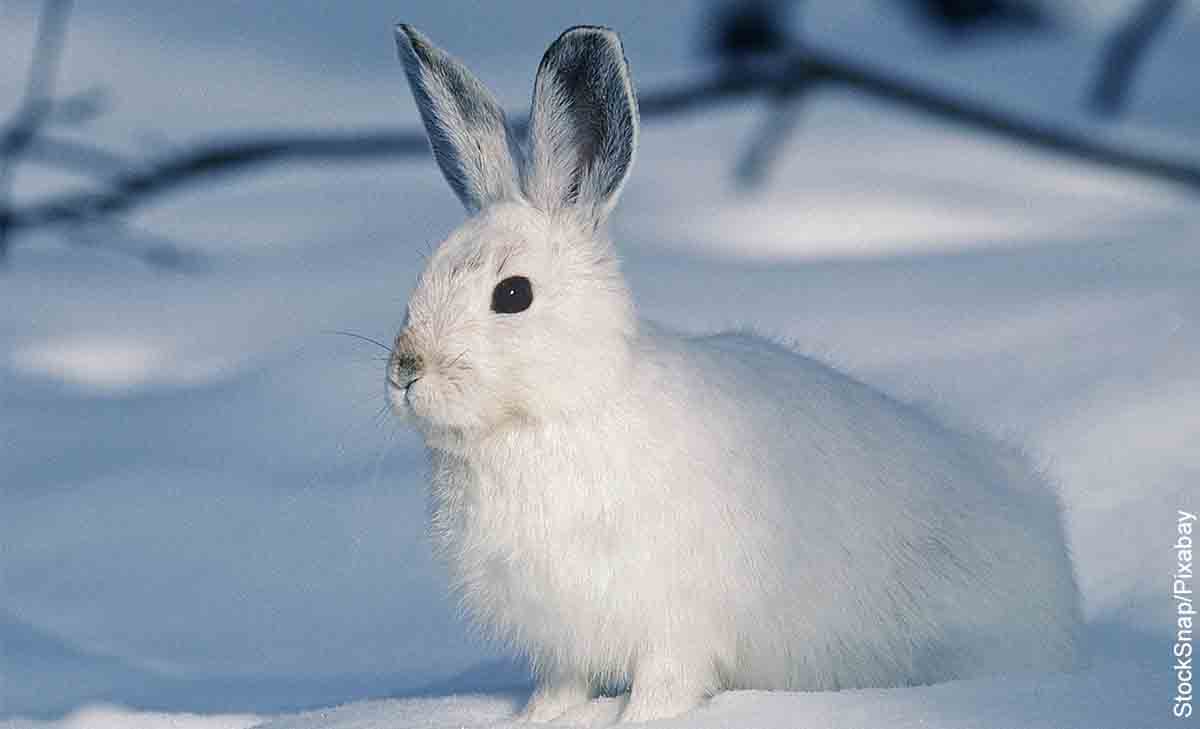 Foto de un conejo en la nieve que revela lo que es soñar con conejo blanco