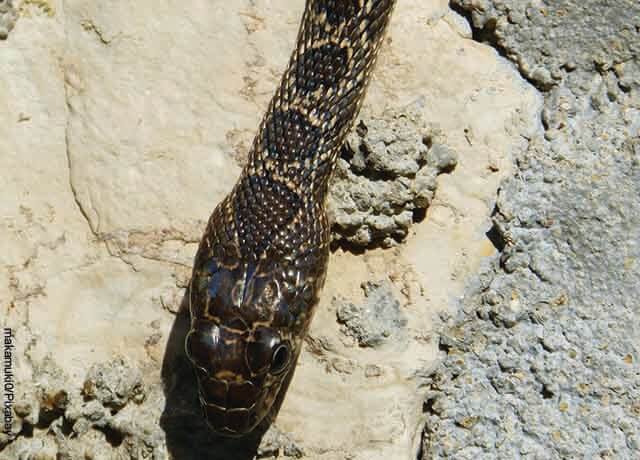 Foto de la cabeza de una serpiente en el suelio