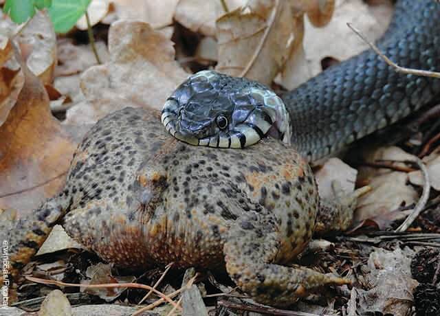 Foto de una serpiente sobre una piedra que muestra lo que es soñar con culebras negras