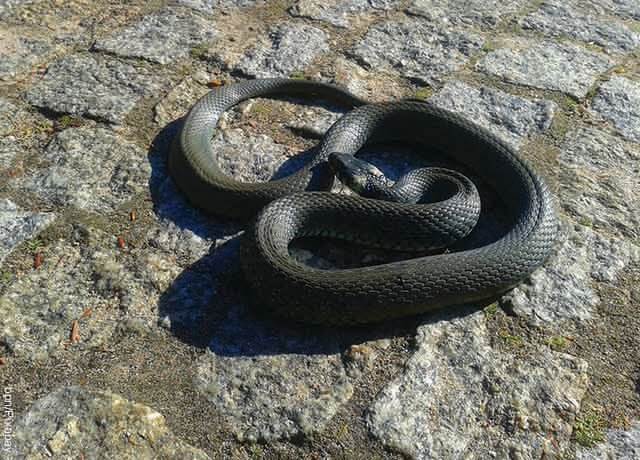 Foto de una serpiente enroscada en el piso