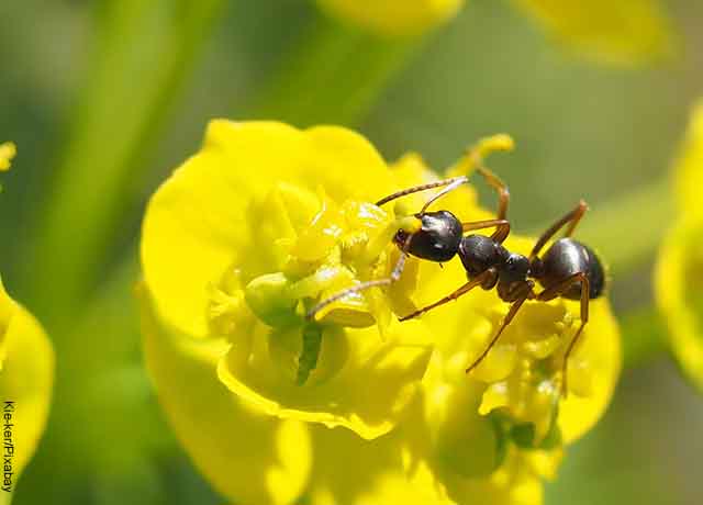 foto de una hormiga sobre una flor amarilla