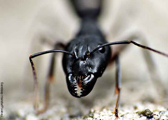 Foto de la cara de una hormiga