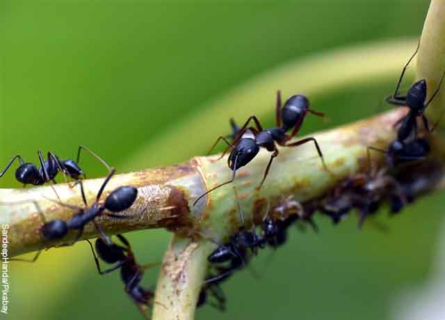 Foto de hormigas caminando sobre un tallo