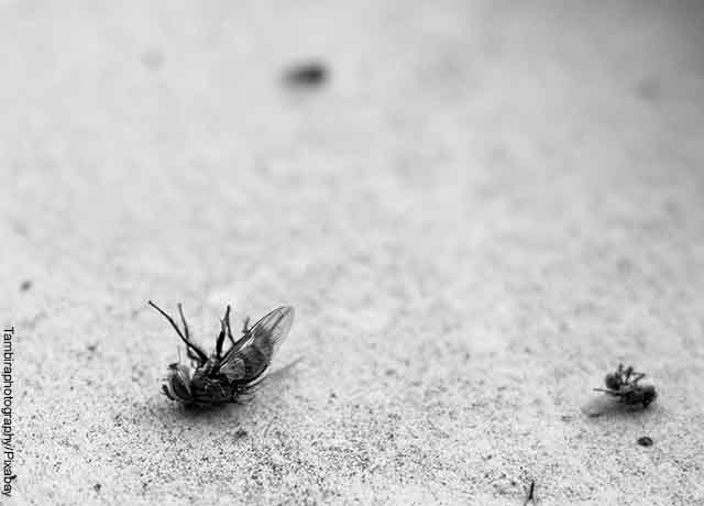 Foto de dos hormigas en el piso que muestra lo que es soñar con hormigas negras