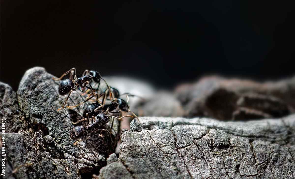 Foto de varias hormigas sobre una piedra que revela lo que es soñar con hormigas negras