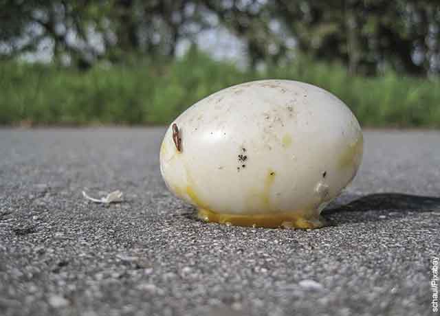 Foto de un huevo pelado en el piso que revela lo que es soñar con huevos rotos