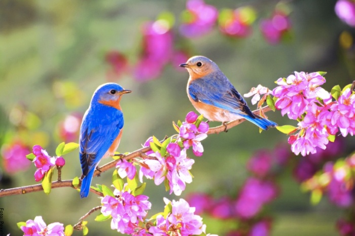 Foto de pájaros de colores