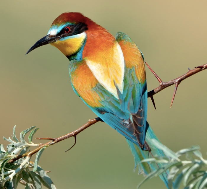 Foto de un pájaro de colores