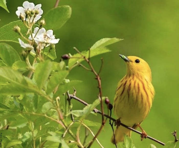 Foto de un pájaro amarillo