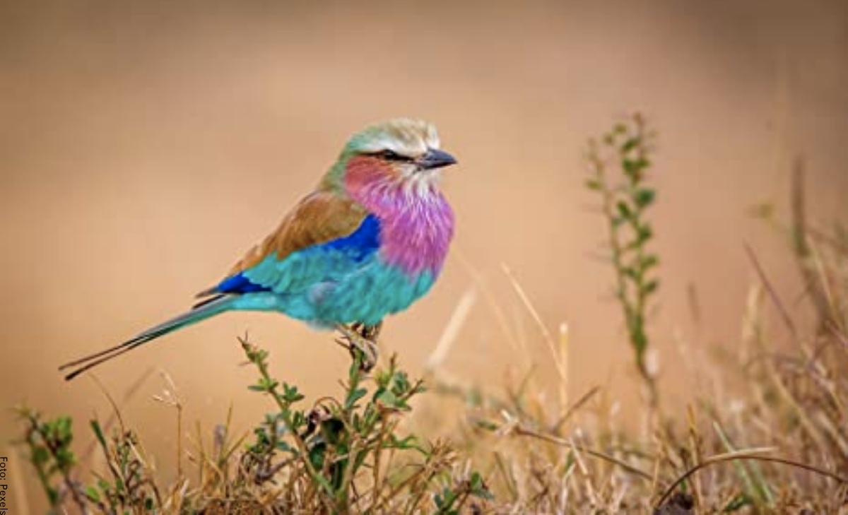 Soñar con pájaros de colores, ¡señal de que estás a punto de alcanzar el éxito!