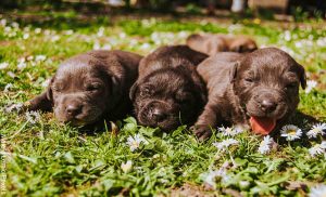 Foto de tres perros recién nacidos en el parque que revela lo que es soñar con perros cachorros