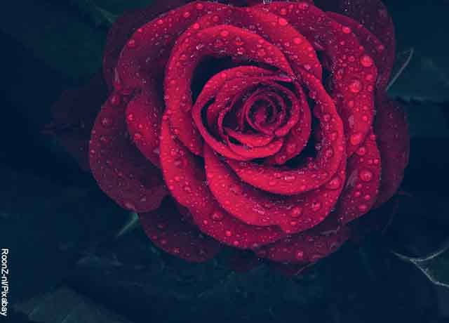 Foto de una rosa roja con los pétalos mojados