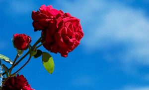 Foto de una flor roja y de fondo el cielo azul que muestra lo que significa soñar con rosas rojas