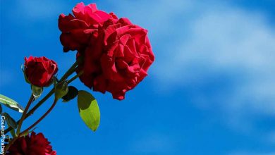 Foto de una flor roja y de fondo el cielo azul que muestra lo que significa soñar con rosas rojas