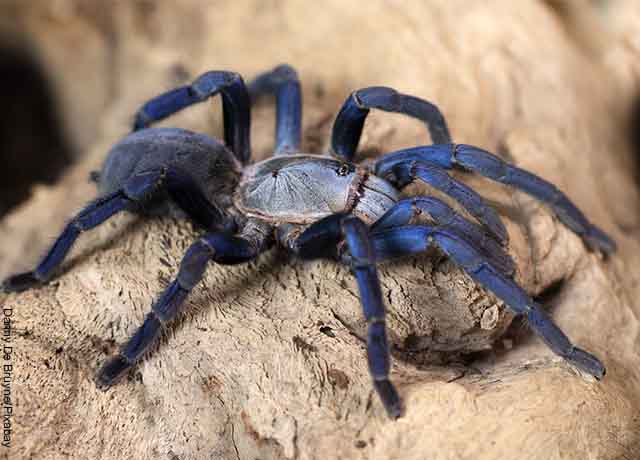 Foto de una araña negra grande que revela lo que es soñar con tarántulas