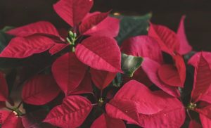 Cómo cuidar una nochebuena, ¡pon en práctica estos tips!