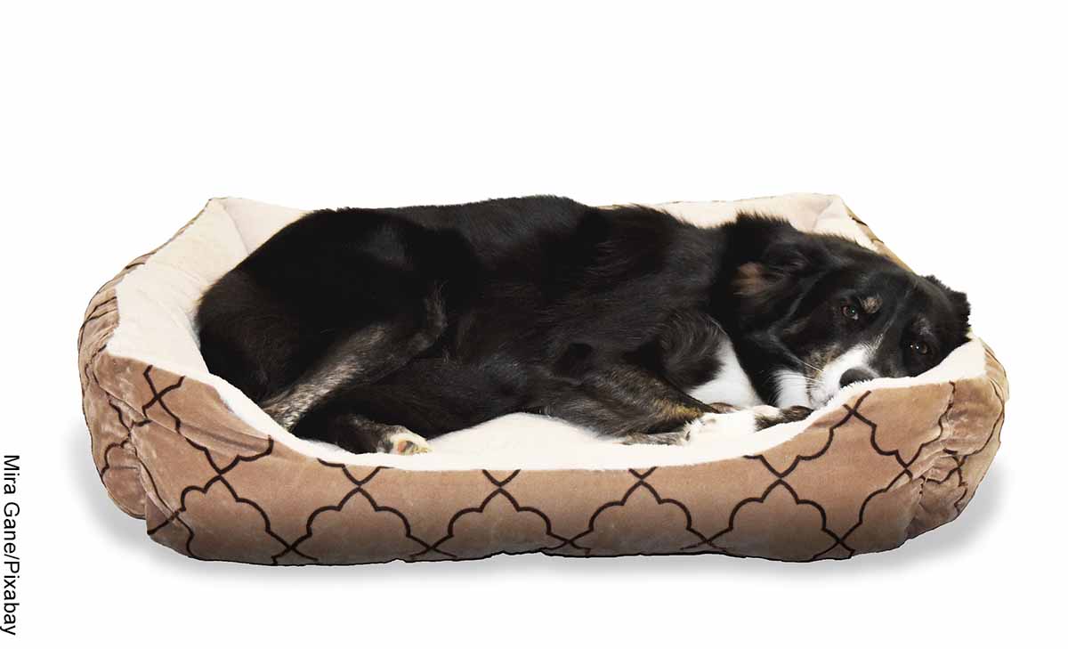 Foto de un perro acostado en una cama que revela cómo hacer una cama para perro
