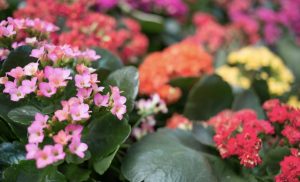 Cuidados kalanchoe, ¡sencilla guía para mantener esta planta!