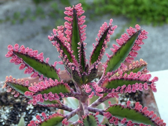 Foto de planta rosada de kalanchoe