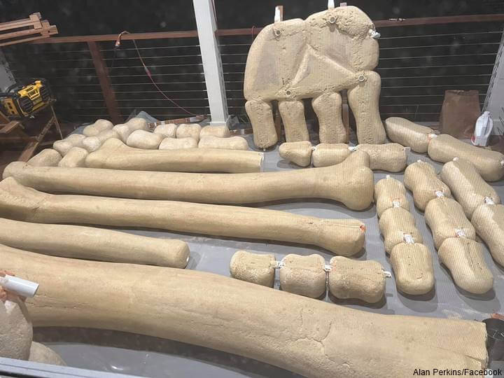 Foto de partes de esqueleto gigante
