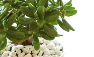 Planta del dinero, ¡cuidados para mantenerla en tu hogar!