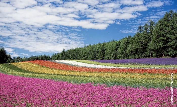 Foto de un campo de flores