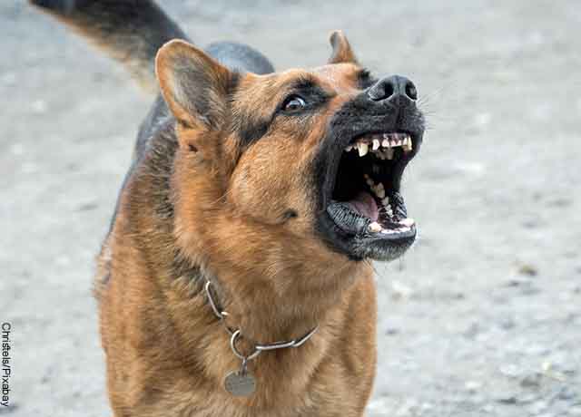 Foto de un perro atacando