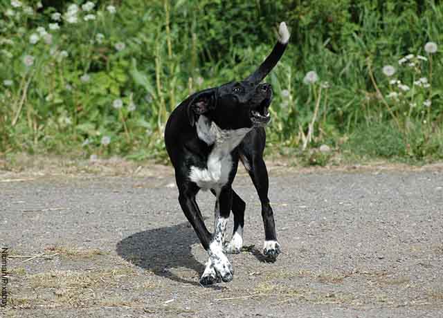 Foto de un perro negro con pecjo y patas blancas ladrando 