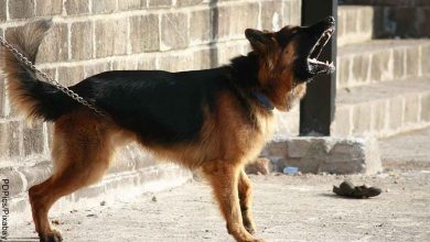 Foto de un pastor alemán ladrando que revela qué significa soñar con perros bravos