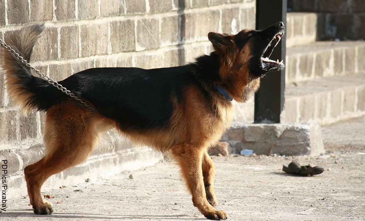 Foto de un pastor alemán ladrando que revela qué significa soñar con perros bravos