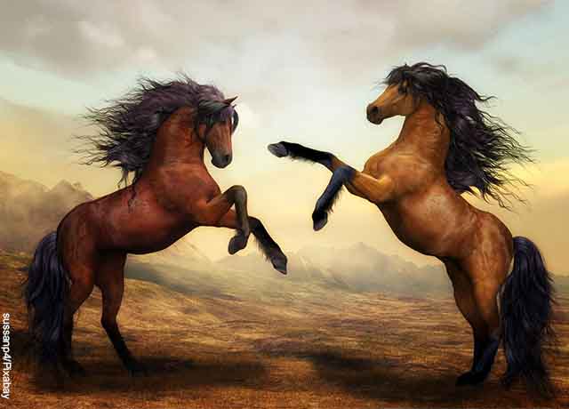 Foto de dos caballos peleando