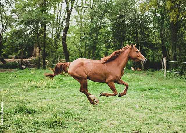 Foto de un caballo corriendo en el pasto