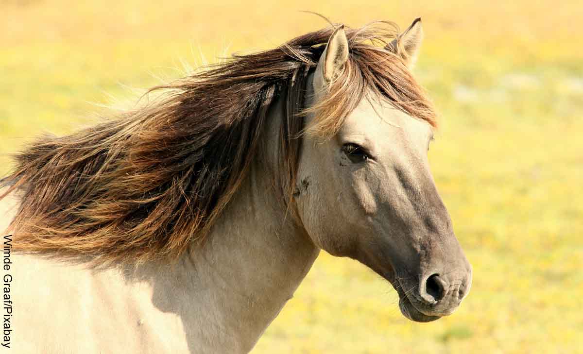 Foto de la cabeza de un caballo que revela qué significa soñar con un caballo