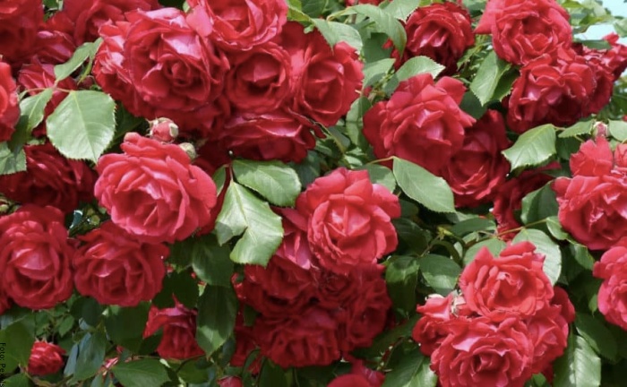 Foto rosas rojas