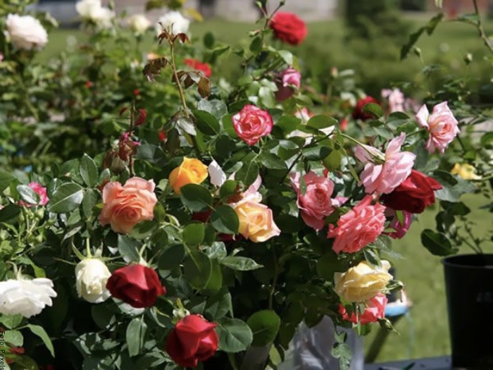 Foto rosas de varios colores