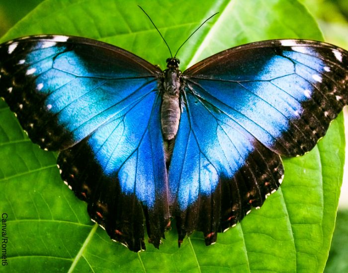 Foto de una mariposa azul sobre una hoja verde