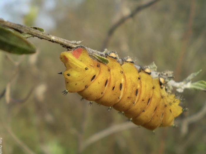 Foto de gusano amarillo
