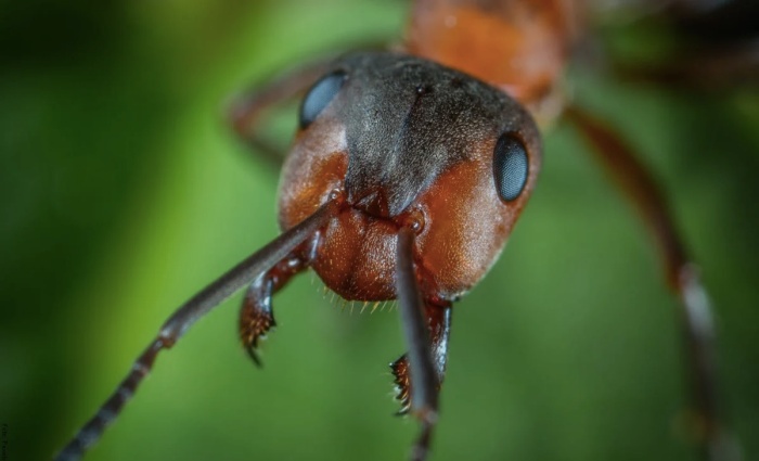 Foto de hormigas