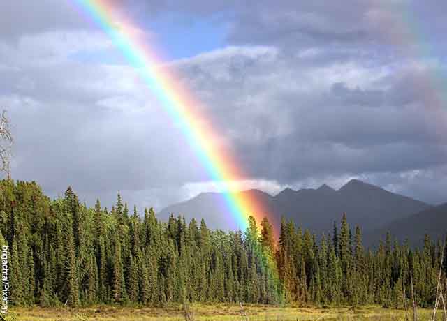 Foto de arcoíris entre arbustos