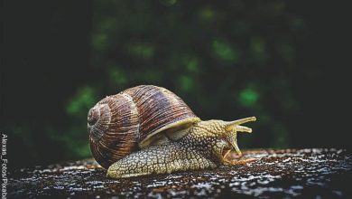 Foto de un caracol caminando por un tronco que revela lo que es soñar con caracoles