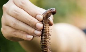 Soñar con ciempiés, ¡la vida te trae un gran mensaje!