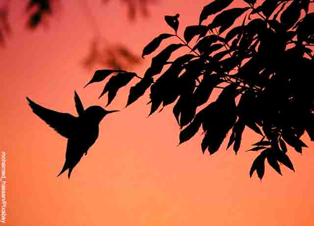 Foto de la silueta de un pequeño pájaro en el aire