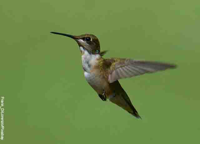 Foto de una pequeña ave café volando que revela lo que es soñar con colibrí