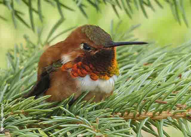 Foto de un pájaro café acostado en hierbas
