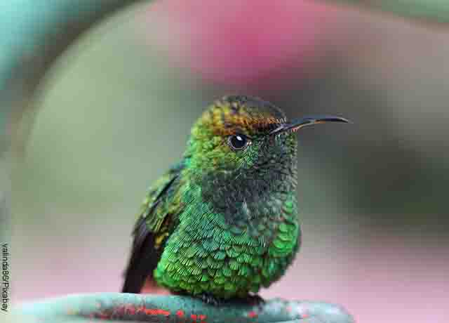 Foto de un colibrí verde parado en una rama