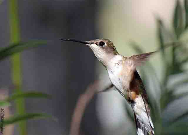 Foto de un pequeño colibrí blanco volando