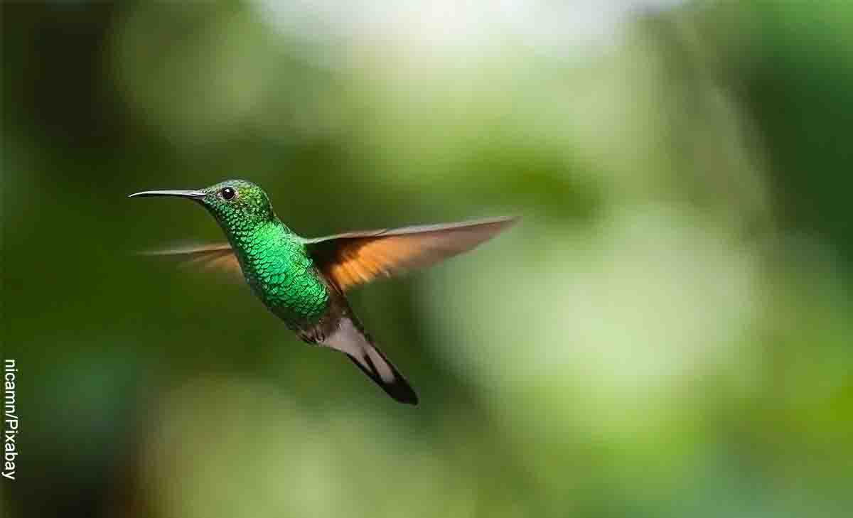 Foto de un ave volando que revela lo que es soñar con colibrí